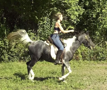 Domino Canter.webp