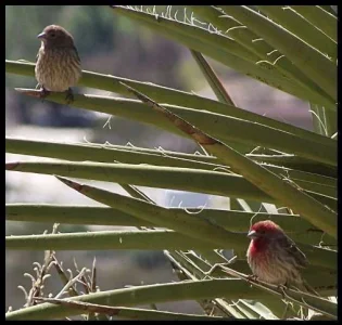 House Finches.webp House Finches.webp