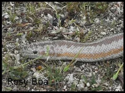 Rosy-Boa.webp Rosy-Boa.webp