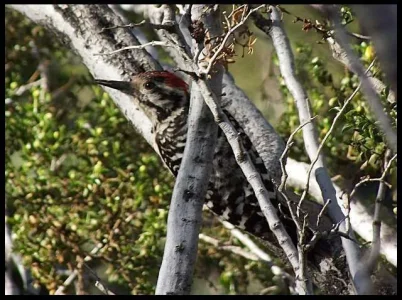 Ladder Backed woodpecker.webp Ladder Backed woodpecker.webp