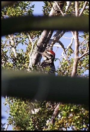 Ladder Backed woodpecker 2.webp Ladder Backed woodpecker 2.webp