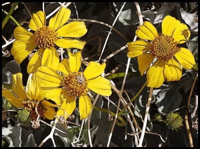 flowers.webp flowers.webp