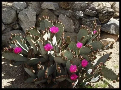 Beavertail-cactus.webp Beavertail-cactus.webp