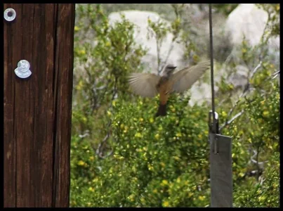 Say\'s Phoebe.webp Say\'s Phoebe.webp