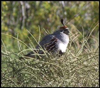 Gambel\'s Quail.webp Gambel\'s Quail.webp