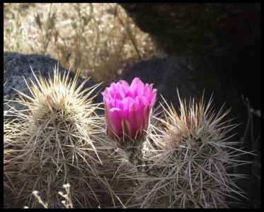 blossoms-1.webp blossoms-1.webp