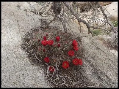 blossoms-2.webp blossoms-2.webp