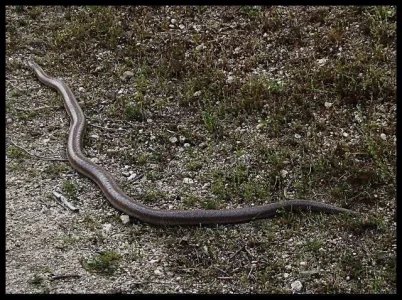 rosy-boa-full.webp rosy-boa-full.webp
