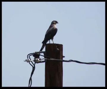 Sharpshinned hawk.webp Sharpshinned hawk.webp