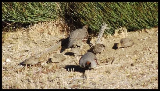 5-Quail-chicks.webp 5-Quail-chicks.webp