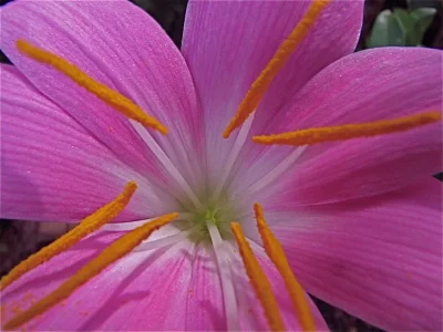 inner flower.webp