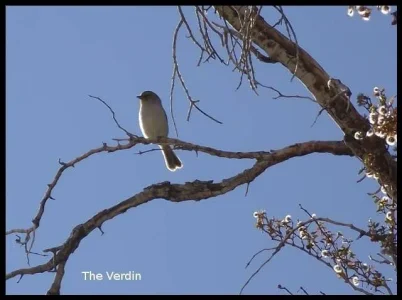 verdin.webp verdin.webp
