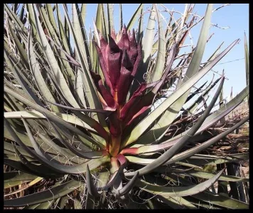 Yucca-Blossoms-1.webp Yucca-Blossoms-1.webp