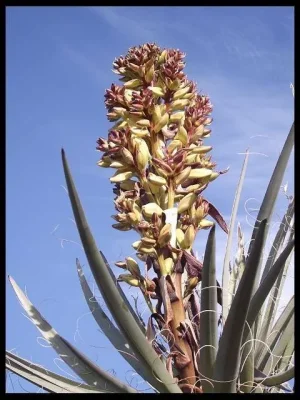 Yucca-Blossoms-2.webp Yucca-Blossoms-2.webp