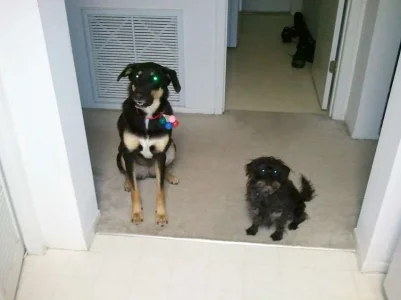 Big Girl Little Girl.webp