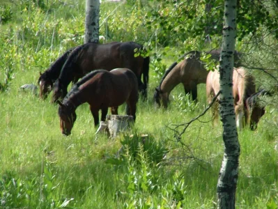 2007_0624Ochoco0055.webp