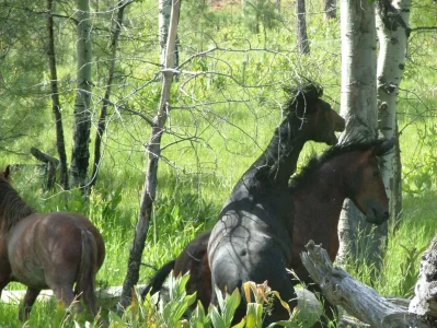 2007_0624Ochoco0091.webp