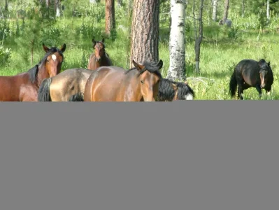 2007_0624Ochoco0094.webp