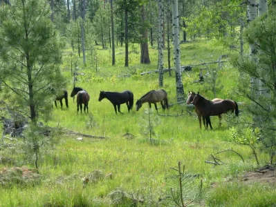 2007_0624Ochoco0115.webp