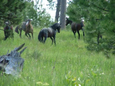 2007_0624Ochoco0125.webp