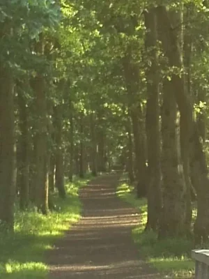 lane in the woods.webp