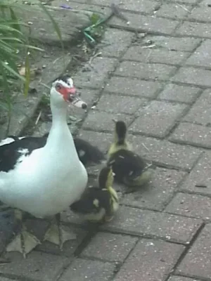 duckies.webp