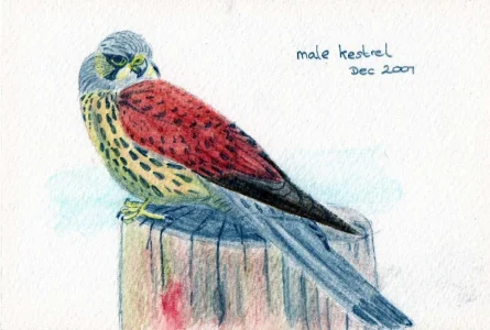 Male kestrel.webp