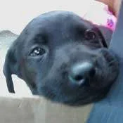 Annie.webp