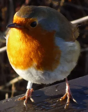 leighton moss robin 3 - Copy.webp