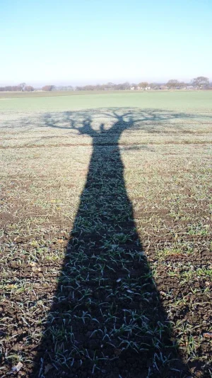 Shadow tree.webp