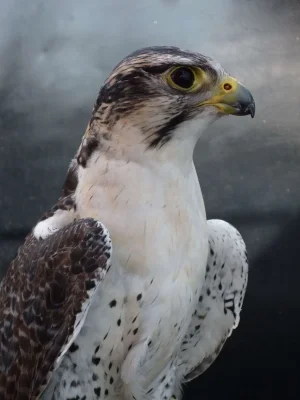 009 Falcon.webp