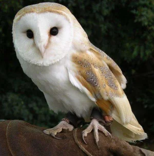 barn owl.webp