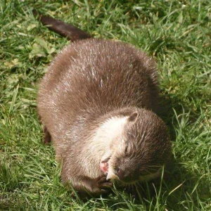 5 Otter JPEG).webp