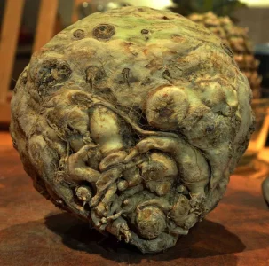 celeriac-creature-1024x1016.webp