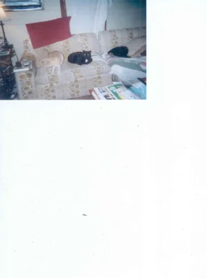 Woody Robert and Sonja.webp