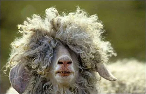 funny-animal-01.webp