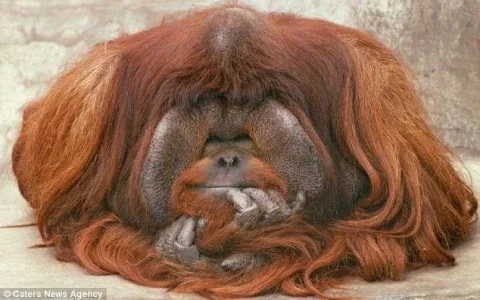 Hilarious animal photos7.webp