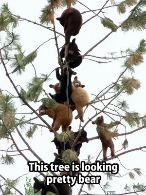 BEARS MANY BEARS UP THIN TREE AND SAYS  THIS TREE IS BEAR.webp