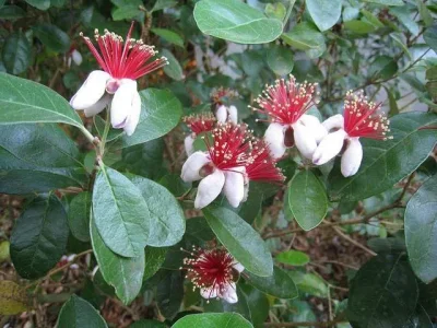 guava flower.webp