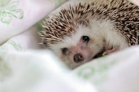 cute-hedgehog-photography-Favim.com-346565.webp