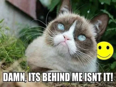 cat photo.webp