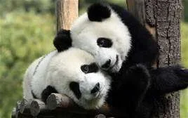 bear hugs.webp