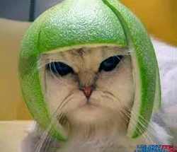 space-cat-smiley-emoticon.webp