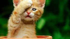 OMG cat.webp
