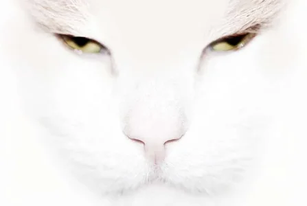 cat_face_by_cavecanem42-d4m78np.webp