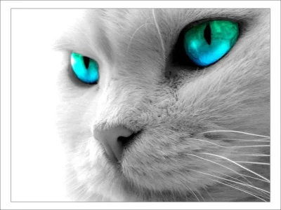 cat-blue-eyes.webp
