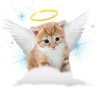 3931_GuardianAngel_Stars.webp