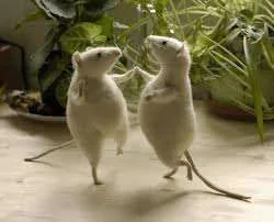 mice dance.webp