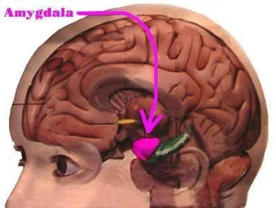 headamygdala.webp