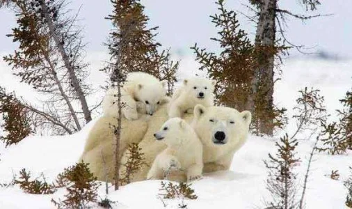 cubs-376517.webp